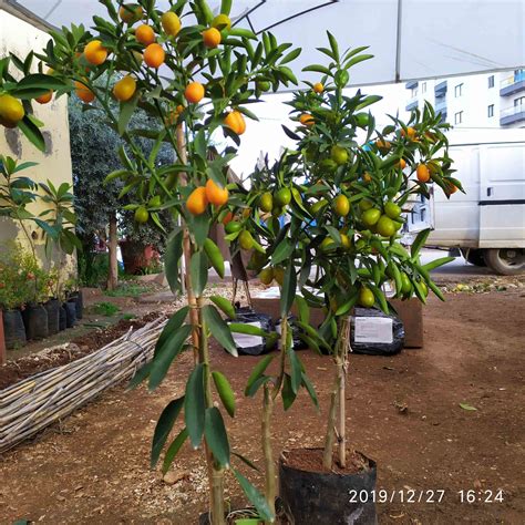 portakal ağacı fidanı